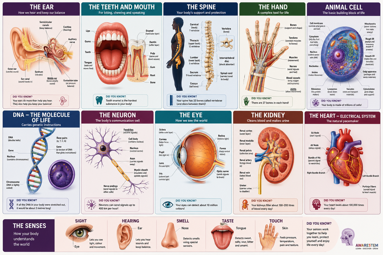 Human Body — Summary Sheet